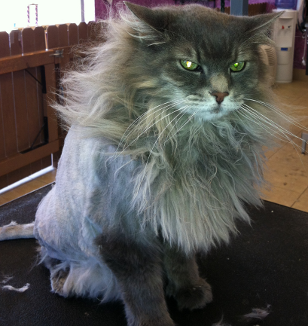 Cat at Michele's Paw Spa Store Front