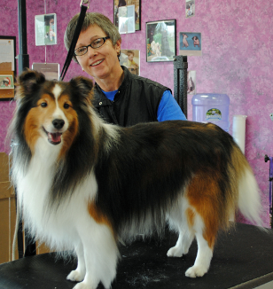Collie at Michele's Paw Spa Store Front