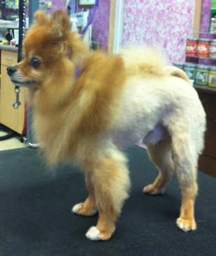 Lion at Michele's Paw Spa Store Front